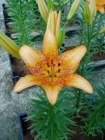 [1703 FunnyGirl VH No01.JPG]